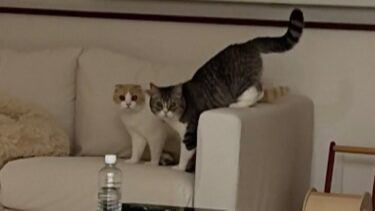 夜中に猫たちがヒソヒソ何かやってるので見に行ったらこうなってました…【もちまる日記】
