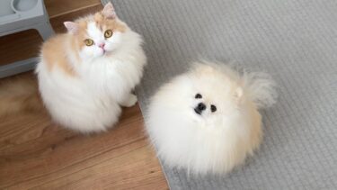 愛猫、愛犬としばらくお別れです(涙)今後について【猫のレモンちゃんねる】
