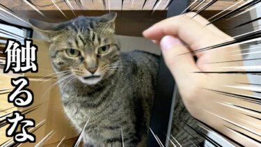 凶暴な飼い猫に少し触ろうとしただけで…【てん動画】