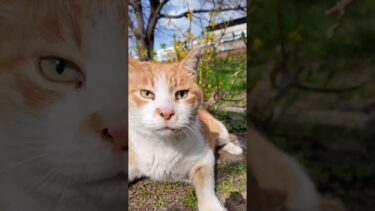 公園のジョギングコース脇にいた猫ちゃん、撫でるとコース上に出てきてゴロンゴロン寝転ぶ #ImpressedCatVideo #catisland #猫【感動猫動画】