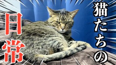 赤ちゃんがきてからの猫たちの様子が…【てん動画】