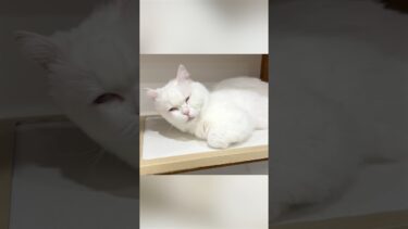 猫が寝ながら喋る恐怖映像…！（可愛いです） #ポムしま【ポムさんとしまちゃん / ねこべや】