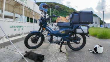 猫「帰さんぞ！」バイク前で謎の圧力をかけてくる猫たちが怖かわいいｗ【感動猫動画】