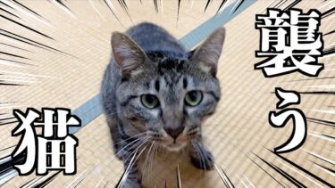 猫をお留守番させて久しぶりに帰宅したら襲われました…【てん動画】