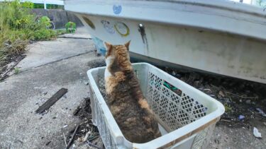 逃げるくせに撫でられたい！？漁港のツンデレ三毛猫が可愛すぎる【感動猫動画】