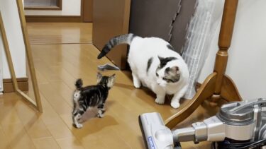 子猫に詰め寄られても叩いたりせずに後退りする心優しい太めの猫【ひのき猫】