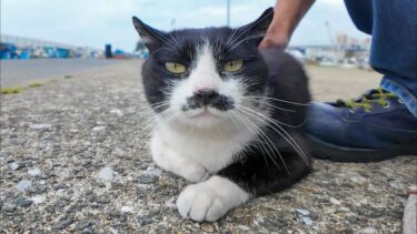 漁港を散歩する髭のハチワレ猫ちゃんをナデナデしてきた【感動猫動画】