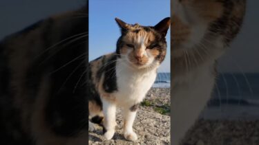 防波堤に座るといつも寄ってくる三毛猫ちゃん #ImpressedCatVideo #catisland #猫【感動猫動画】