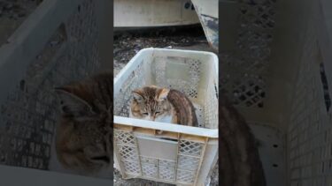 漁港の籠の中で寝ていた猫ちゃん、出てきて撫でられる #ImpressedCatVideo #catisland #猫【感動猫動画】