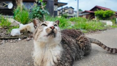 定休日なのに猫だけ出勤！？島のパスタ屋さんの“呼び込み猫”が可愛すぎた！【感動猫動画】