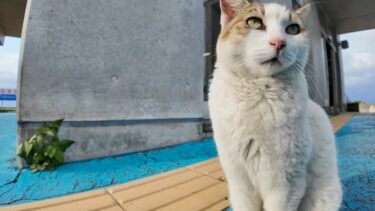 夕方のフェリー乗り場にいた“よく喋る猫”、可愛すぎてちゅーるあげたら…！【感動猫動画】