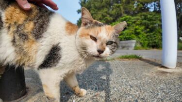 「撫でていいよ♪」防波堤の三毛猫がまさかのサービス精神！【感動猫動画】