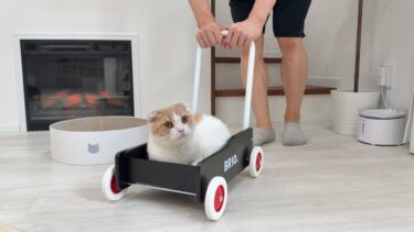 朝ごはんの時間に遅刻して寝ぼけながら手押し車で運ばれる猫が可愛すぎましたwww【もちまる日記】