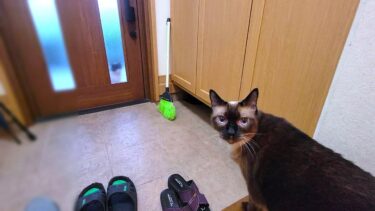 野良猫がうちのシャム猫を誘いに家にやって来た結果🚪【CuteWoo】