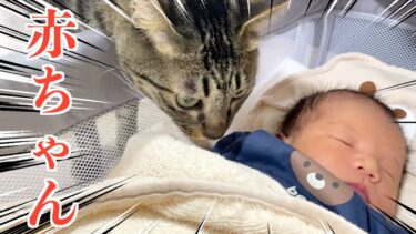 狂暴猫が赤ちゃんを食べようとしました…【てん動画】
