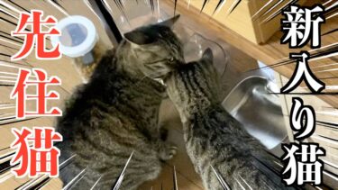 先住猫のご飯を奪おうとして威嚇される新入り猫…【てん動画】