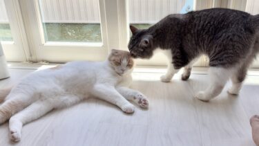 日向ぼっこしたいはなちゃんと一緒に遊びたいもっちゃんの攻防が可愛すぎます笑【もちまる日記】
