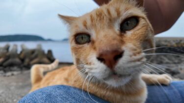 海辺にいた茶トラ猫ちゃん、ナデナデすると喜んで足にしがみついてきた【感動猫動画】