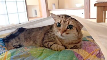 二度寝して起きたら…猫が布団に忍び込んでました！【ポムさんとしまちゃん / ねこべや】