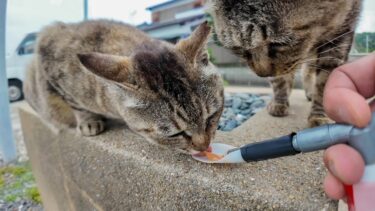 【天国】猫島で出会った猫たちにもちゅ〜るあげてみた結果…【感動猫動画】