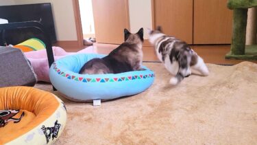 ピンポンが鳴った瞬間物凄い速さで出迎えに行った猫ペポ🚀【CuteWoo】