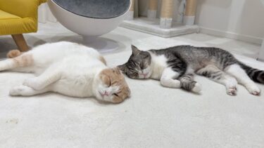 爆睡してる猫たちの側で我慢できずにくしゃみしたらこうなっちゃいました…【もちまる日記】