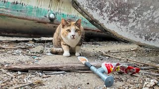 警戒心MAXの三毛猫にちゅ～るあげてみたら…まさかの横取り事件発生！？【感動猫動画】