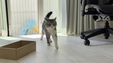 「ごはんだよ〜」と呼ぶと庭から秒で帰ってくるもちが可愛すぎます笑【もちまる日記】