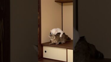 突然襲われて…妹猫が「助けて」って目でこっち見てくる #ポムしま #猫のいる暮らし【ポムさんとしまちゃん / ねこべや】