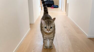 病院から帰ってきたら…猫が鳴きながらずっとついてきます【ポムさんとしまちゃん / ねこべや】