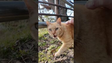 公園で見かけた茶トラ猫ちゃんがかわい過ぎた #ImpressedCatVideo #catisland #猫【感動猫動画】