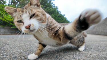平和だった猫が…急にカメラを敵と認識し始めた瞬間ｗ【感動猫動画】
