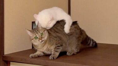 姉猫に襲われた妹猫が…助けを求めてこっちを見てくる…【ポムさんとしまちゃん / ねこべや】