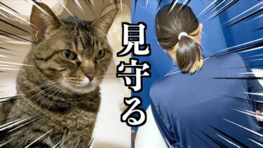 赤ちゃんに授乳しているママをずっと見守る凶暴猫…【てん動画】