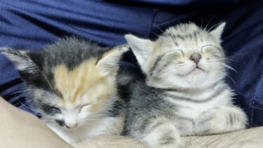 保護された迷い子猫にも懐かれる息子【ひのき猫】
