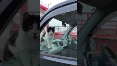 猫島に着いてフェリーを降りると港に駐車中の車の中から猫が挨拶してきた #ImpressedCatVideo #catisland #猫【感動猫動画】