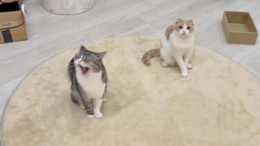 ごはんの時間になるとちょこんとお座りして待ってるお利口なもちとはなが可愛すぎます【もちまる日記】