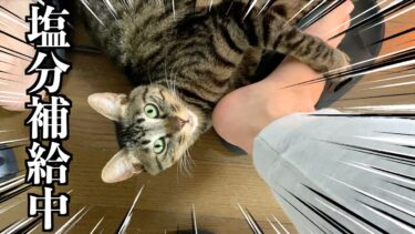 飼い主の足を舐めて塩分補給をする猫…【てん動画】