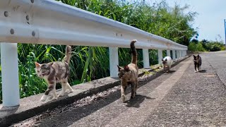 猫島の山猫軍団、港まで大行進してきた件【可愛すぎ注意】【感動猫動画】