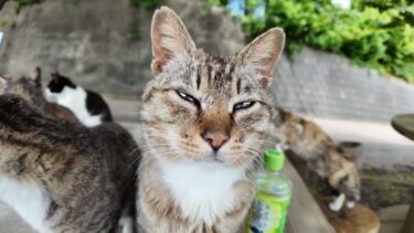 【今週のボツ動画】今週撮った未公開猫動画まとめて公開-unreleased video of this week-2025/6/1w【感動猫動画】