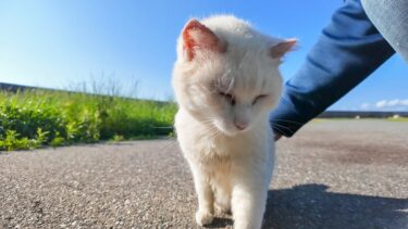 警戒心MAXの白猫地帯で、唯一の癒しをくれる猫がこちらです【感動猫動画】