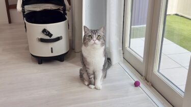もう一回お散歩に連れて行ってほしくてじーっと座って待ってた猫が可愛すぎました笑【もちまる日記】