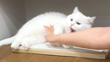 興奮してる猫にうっかり触ったら…こうなった【ポムさんとしまちゃん / ねこべや】