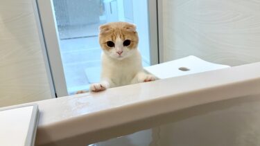 長風呂してると溺れてないか慌てて見に来てくれる猫が可愛すぎましたw【もちまる日記】