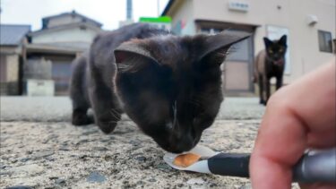 猫島の港付近の黒猫ちゃん、ちゅーるを喜んで食べる猫と横取りしようとしたけどやっぱり食べない猫【感動猫動画】