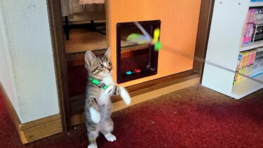 猫旅館に保護されて２日目の子猫を女将さんに紹介された🥰【CuteWoo】