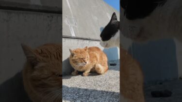 ケンカする猫たちにちゅーるをやってきた #ImpressedCatVideo #catisland #猫【感動猫動画】