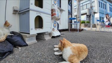 フェリー乗り場近くのカフェが猫の社交場だった！【感動猫動画】