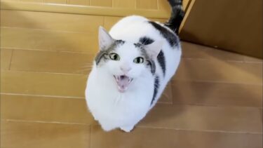 まだ子猫に出会う前の豆大福【ひのき猫】