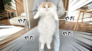 必死に抵抗する猫が可愛すぎました！【飼い主敗北】【猫のレモンちゃんねる】